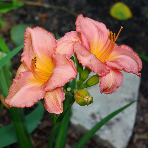 Hemerocallis Dancing Shiva